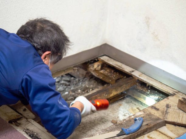 Best Mold Removal for HVAC Installations  in Abilene, KS